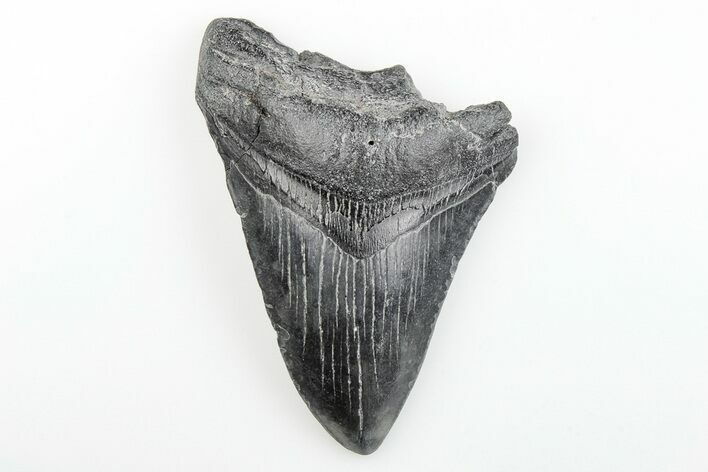 Bargain, Fossil Megalodon Tooth - South Carolina #196040